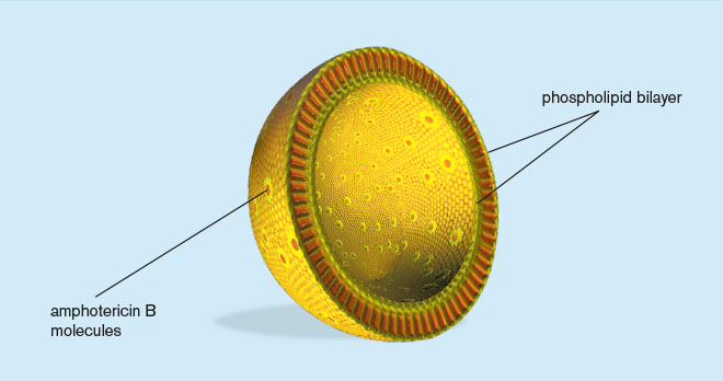 Cross-section view of liposome